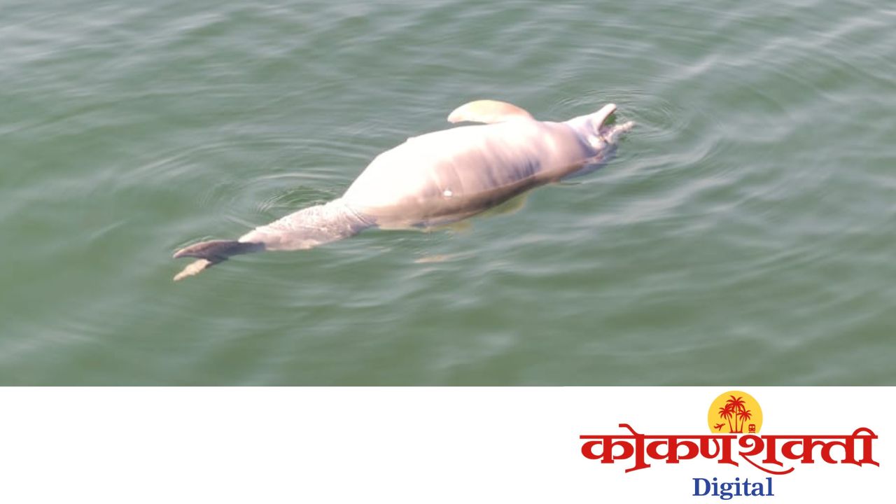 तळाशीलच्या समुद्रातील मौन वेदना : डॉल्फिनची अखेरची साथ आणि नात्यांचा धडा