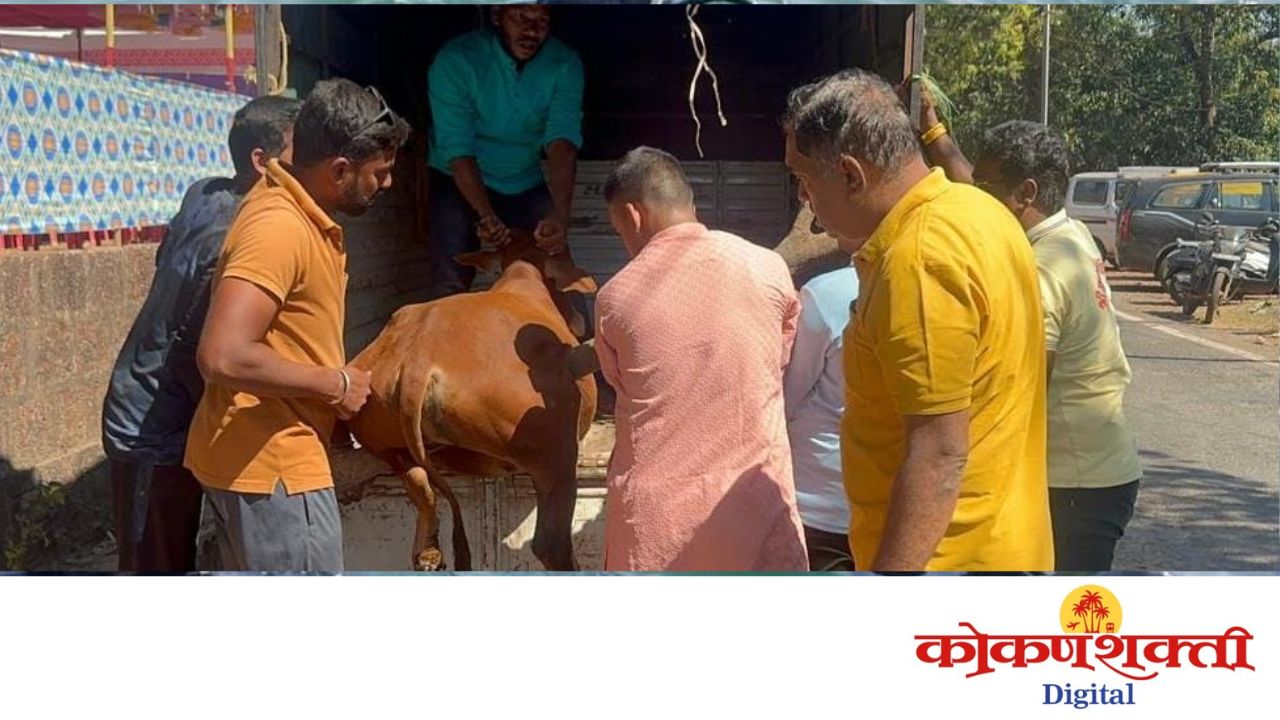 डंपरच्या धडकेत बैल जखमी; नागरिक व बजरंग दलाकडून तात्काळ उपचार