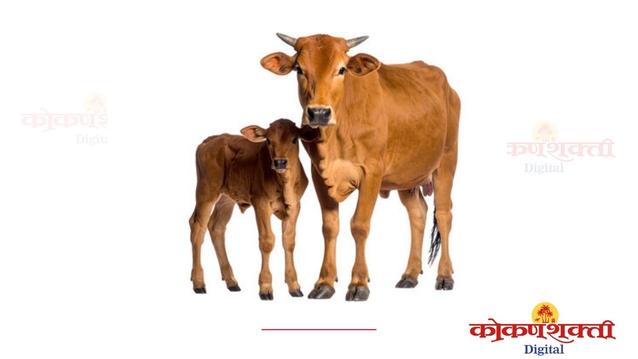 गोसेवा गतिविधी सिंधुदुर्ग यांच्यावतीने गोपालक प्रशिक्षण वर्गाचे आयोजन