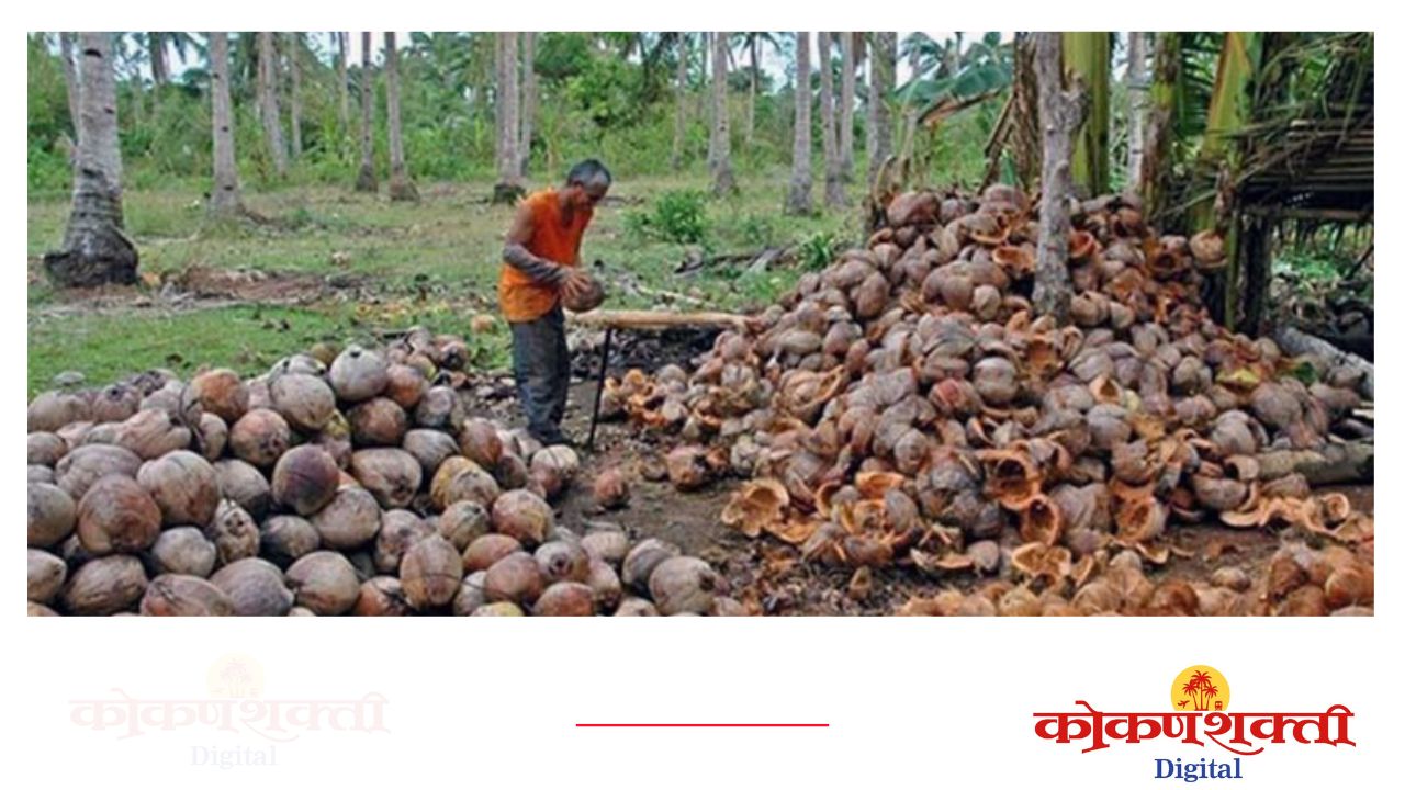 नारळ बोर्ड व कृषी विभागाकडून योजनांचा लाभ घेण्यासाठी नोंदणीचे आवाहन; सिंधुदुर्गातील नारळ बागायतदारांना संधी