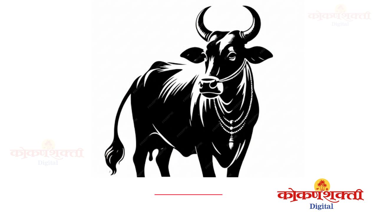 मालवणात मोकाट गुरांचा प्रश्न ऐरणीवर; गुरांच्या धडकेत महिला जखमी