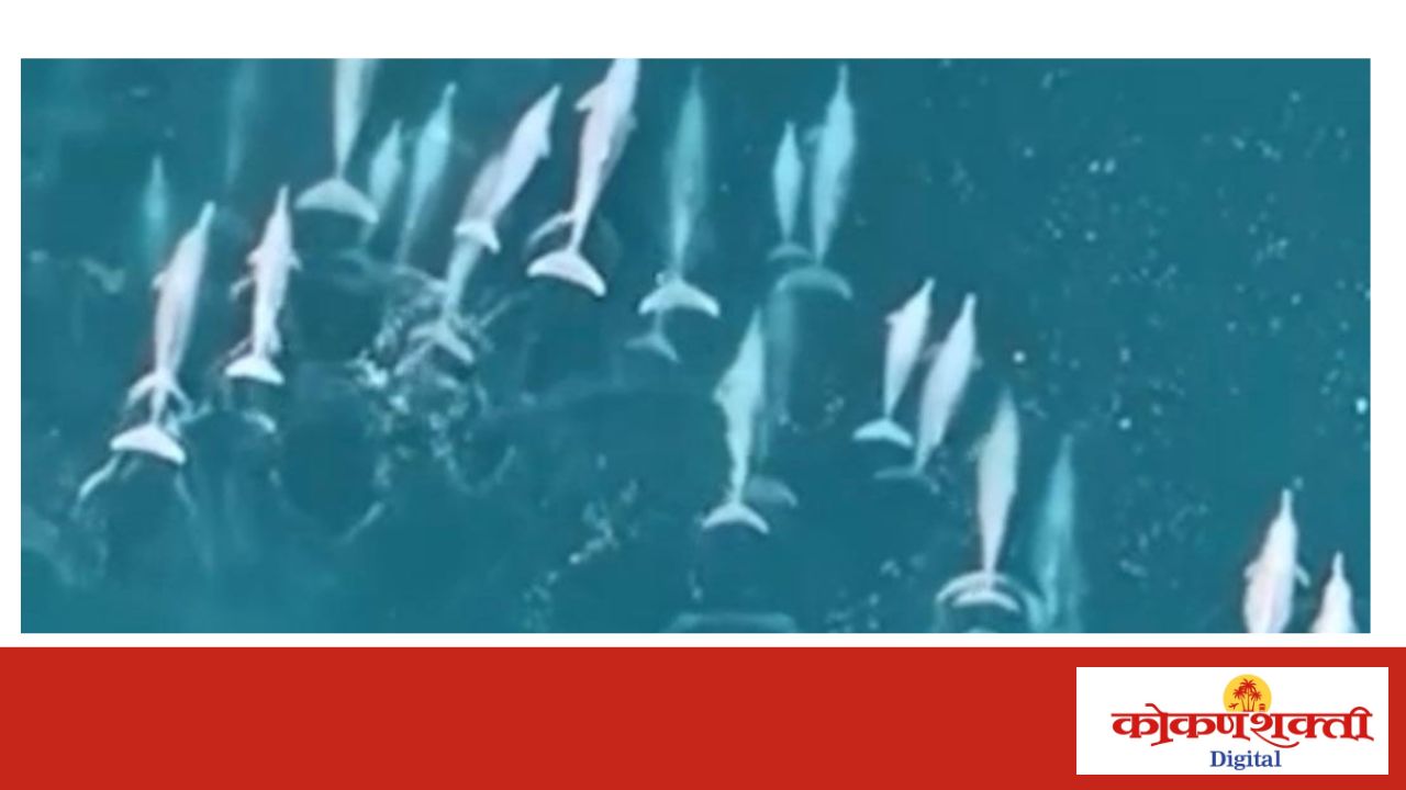 मालवणच्या समुद्रात ७०-७५ डॉल्फिनचा थरारक जलविहार