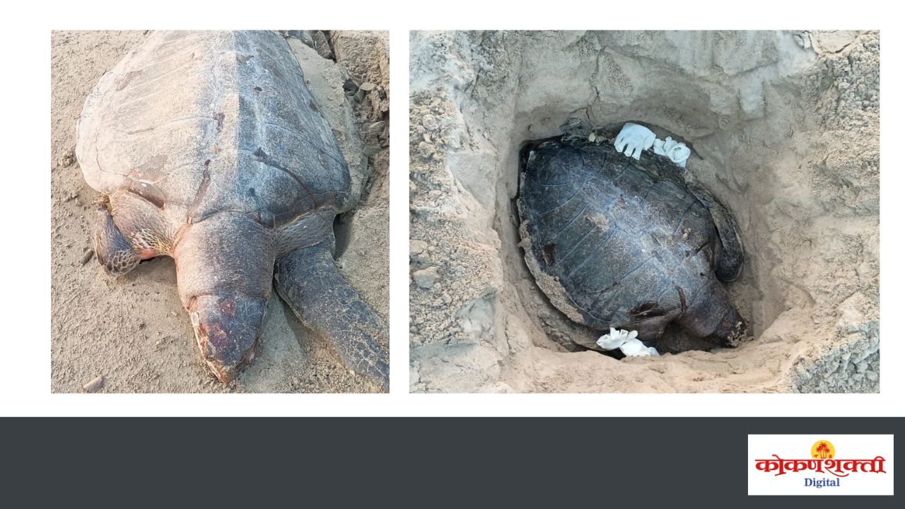 Rare Olive Ridley Turtle | चिवला बीचवर ऑलिव्ह रिडले जातीचे मृतावस्थेतील कासव,  वनविभागाकडून पंचनामा करून रीतसर विल्हेवाट