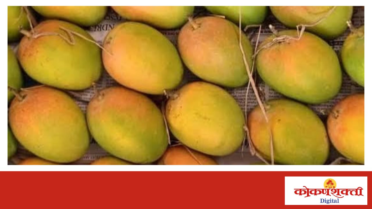 कोकणातील हापूस संकटात; हवामान आणि युद्धाचा दुहेरी फटका