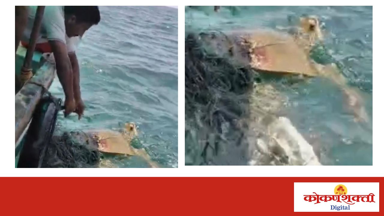निवती समुद्रात जाळ्यात अडकलेल्या कासवाची सुटका