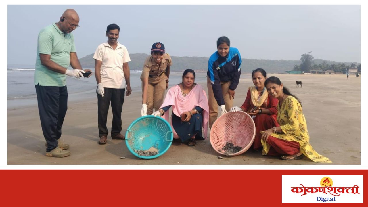 आचरा येथे कासवाच्या पिल्लांना समुद्रात सोडले