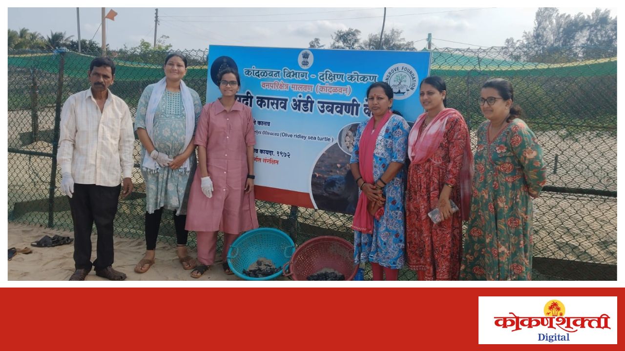 ऑलिव्ह रिडले प्रजातीच्या 104 कासवांच्या पिल्लांना आचरा समुद्रात सोडलं, कासवमित्र सुर्यकांत धुरी यांचा उपक्रम