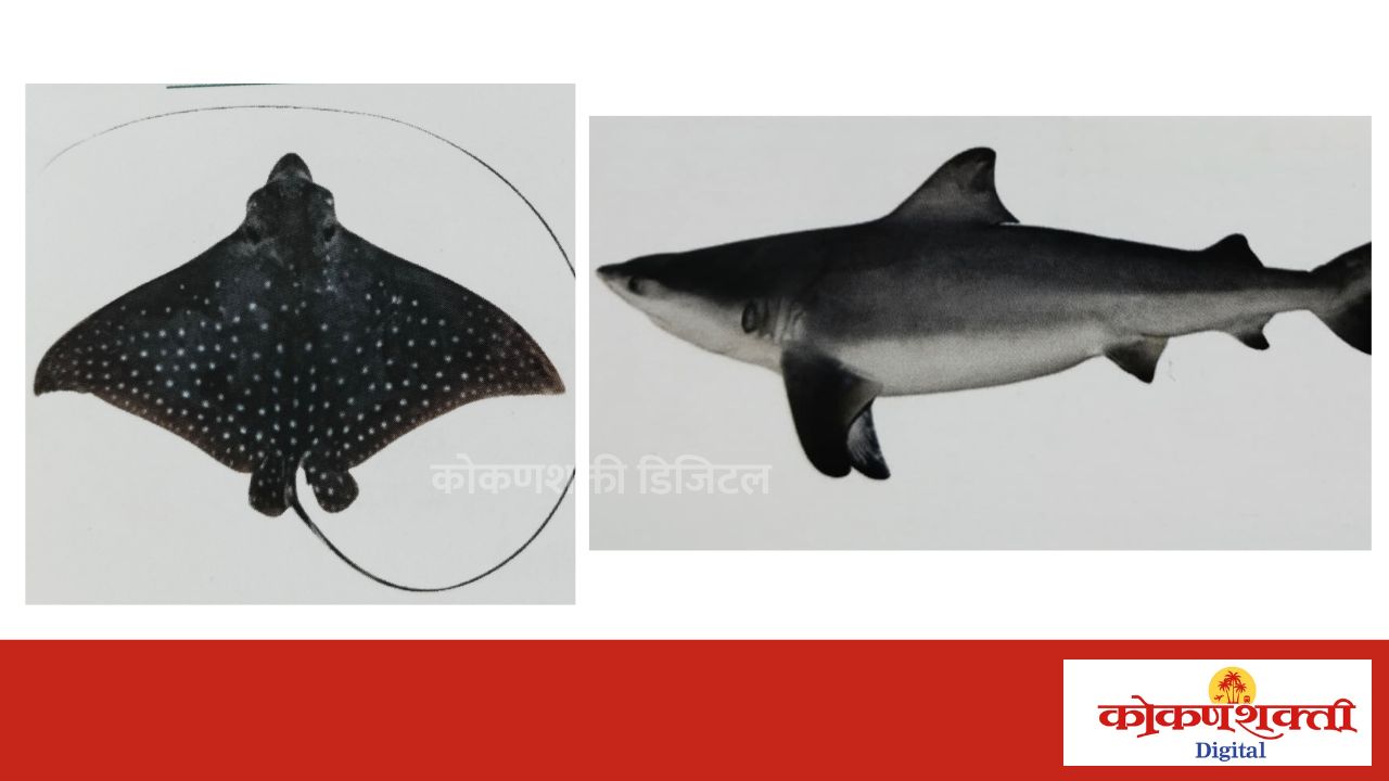 मालवणमध्ये 'शार्क आणि पाकट' माशांच्या संवर्धनासाठी कार्यशाळेचे आयोजन