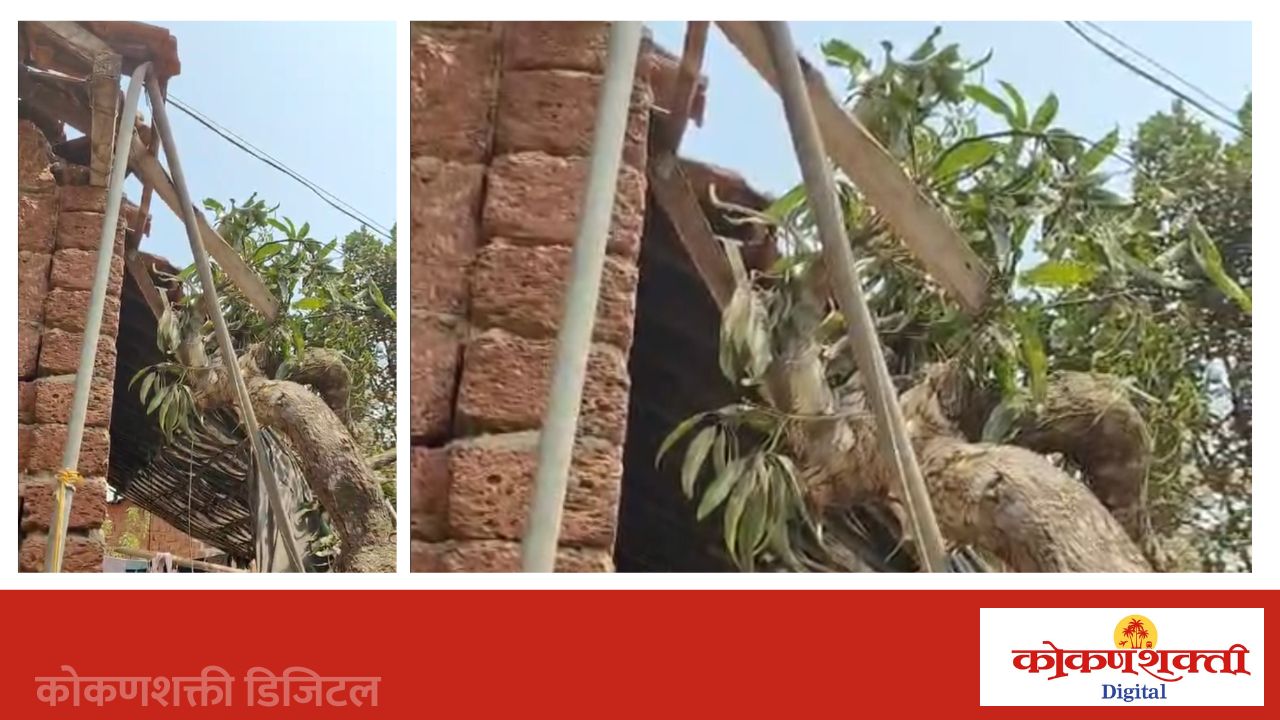 कांदळगाव येथे आंब्याचे झाड कोसळून नुकसान