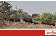 धामापूरच्या माळावर गवा रेड्यांचा कळप दिसल्याने भितीचे वातावरण