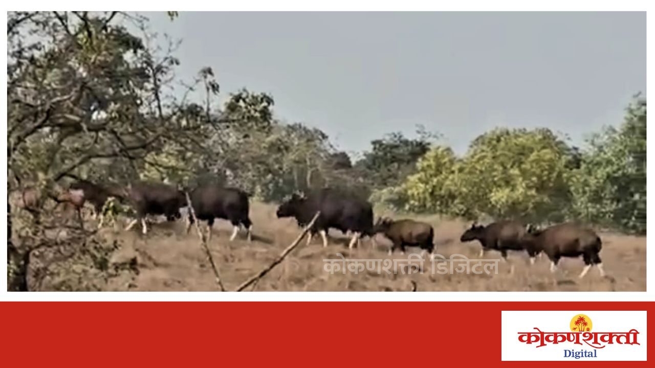 धामापूरच्या माळावर गवा रेड्यांचा कळप दिसल्याने भितीचे वातावरण