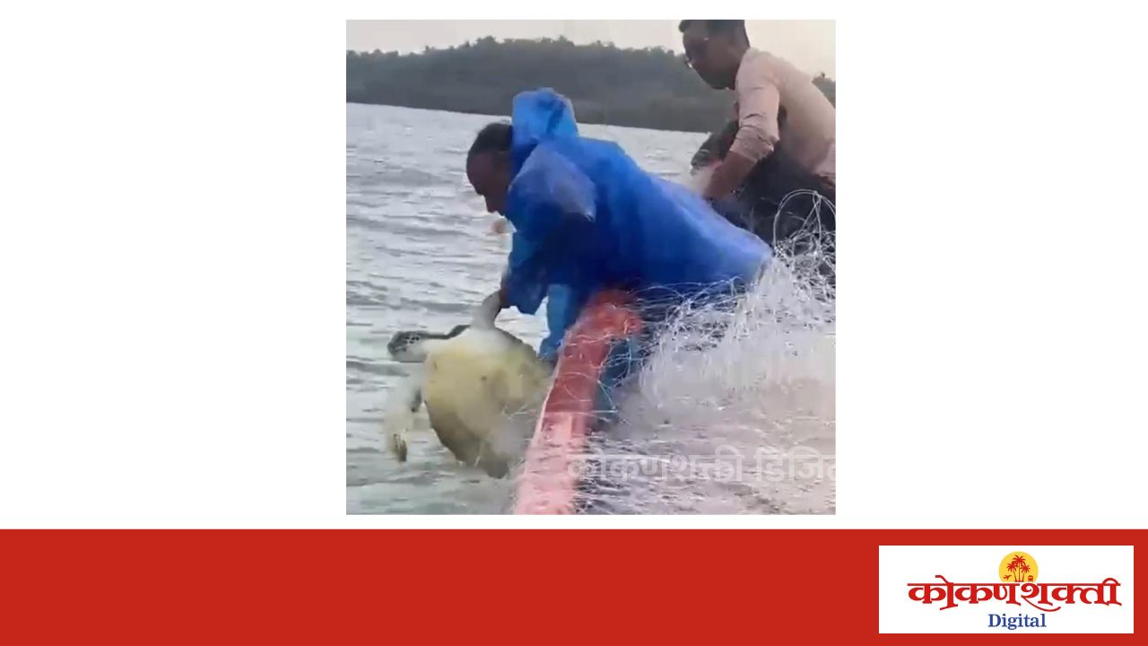 पारंपारिक मच्छिमार सन्मेष परब यांनी केली ग्रीन सी कासवाची जाळ्यातून सुटका