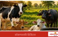 उन्हाळ्यात जनावरांना होणारी विषबाधा आणि उपाययोजना
