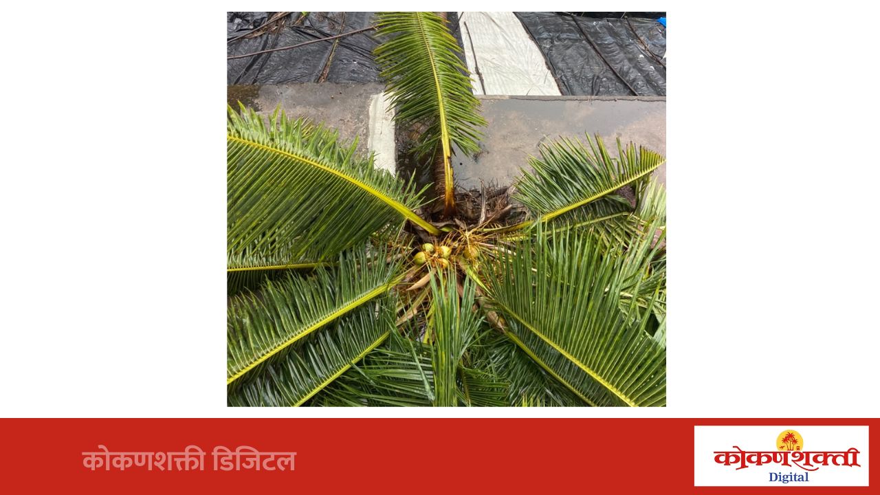 मालवणात पावसाचे दमदार पुनरागमन, वादळी पावसाच्या प्रकोपाचाही फटका