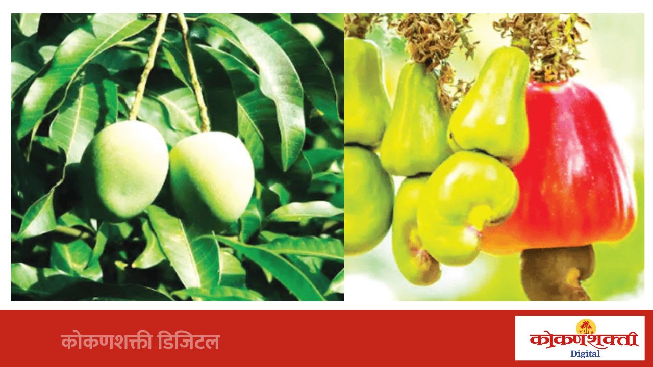 कोकणातील आंबा-काजू उत्पादकांना १५ दिवसांत नुकसान भरपाई देणार – मंत्री दत्तात्रय भरणे