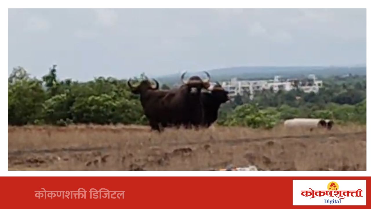 मालवण देवली माळरानावर आढळले गवेरेडे !