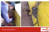 जाळ्यात अडकलेल्या माकडाच्या पिल्लाला जिवदान; प्राणीमित्रांकडून सुखरूप सुटका