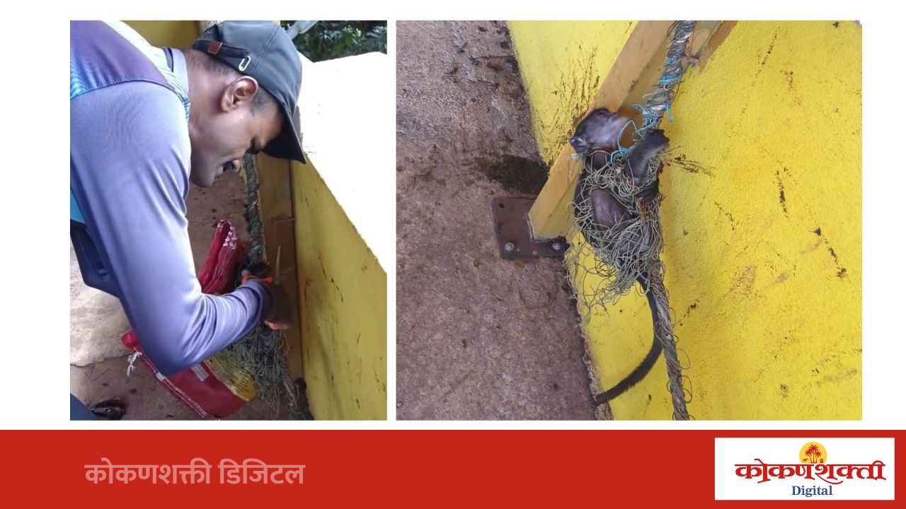 जाळ्यात अडकलेल्या माकडाच्या पिल्लाला जिवदान; प्राणीमित्रांकडून सुखरूप सुटका