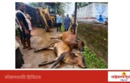मेढा येथे वीज पोलाला प्रवाह; शॉक लागून दोन गायींचा मृत्यू
