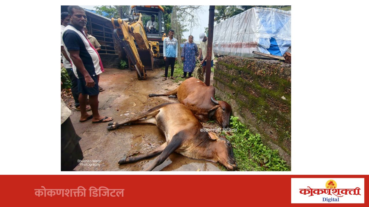 मेढा येथे वीज पोलाला प्रवाह; शॉक लागून दोन गायींचा मृत्यू