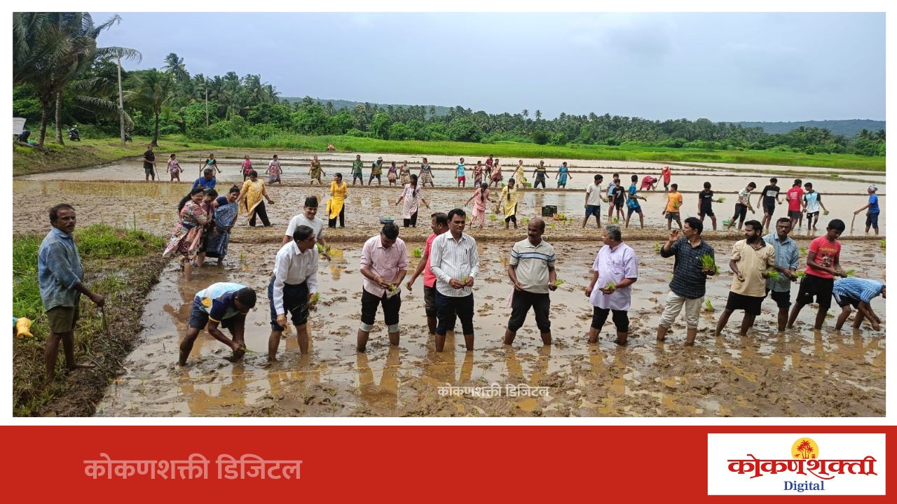 काळसे येथे भात लावणी महोत्सव उत्साहात; शंभरहून अधिक शेतकरी, पर्यटकांचा सहभाग