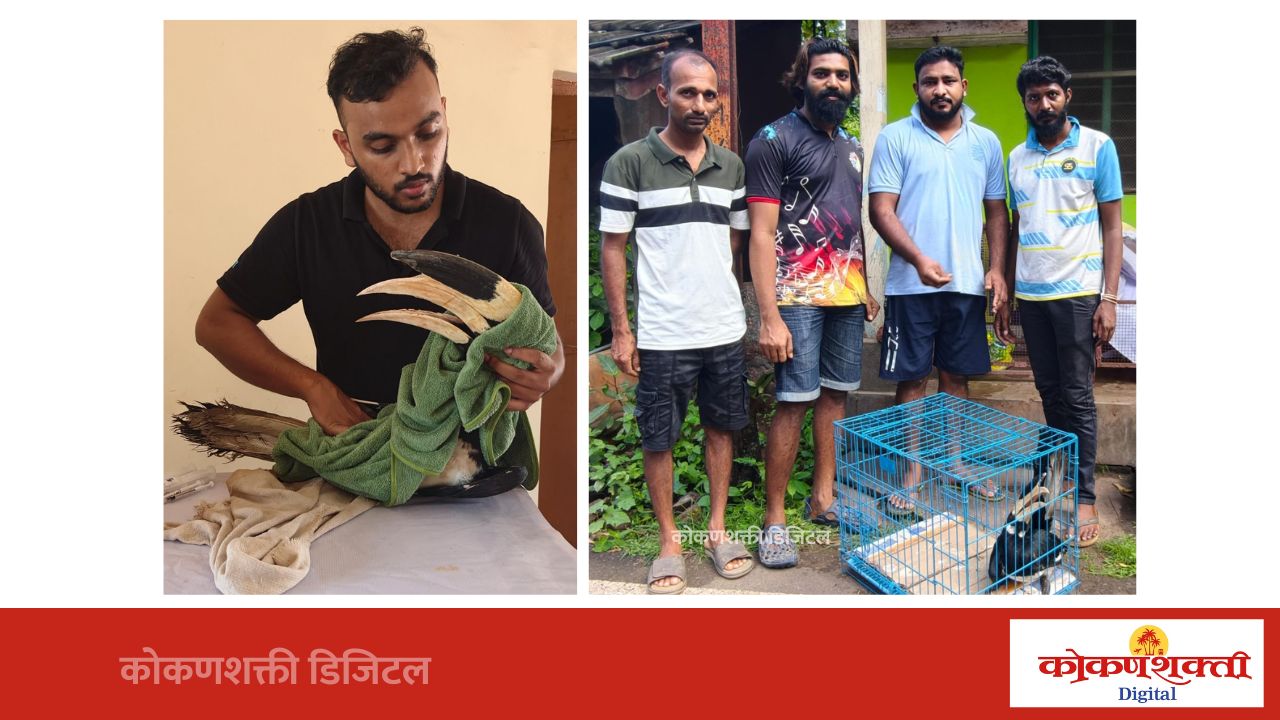 मेढा येथे जखमी अवस्थेत सापडलेल्या मलबारी कवड्या धनेश पक्ष्यावर उपचार