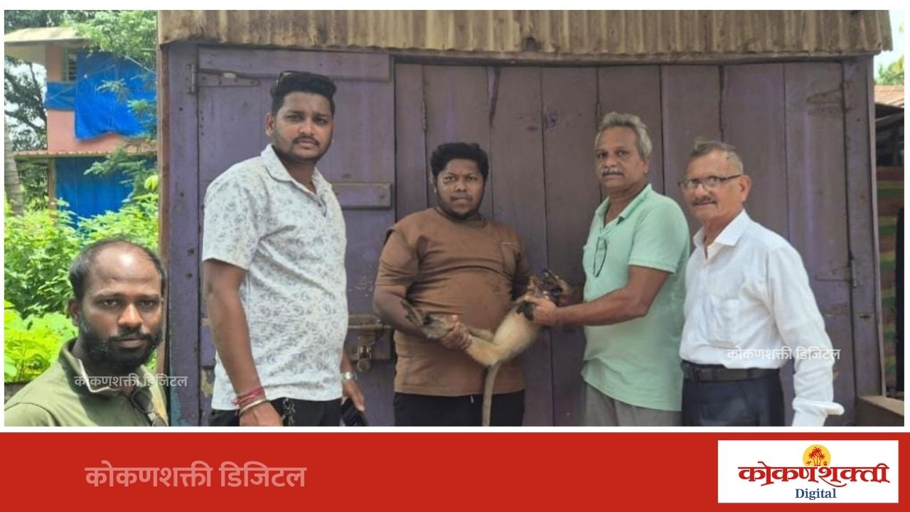 वीजेचा धक्का लागलेल्या माकडाच्या पिल्लाला जीवदान; स्थानिकांच्या तत्परतेमुळे वेळीच उपचार