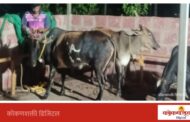 मालवण नगरपरिषदेकडून मोकाट गुरांवर कारवाई सुरू
