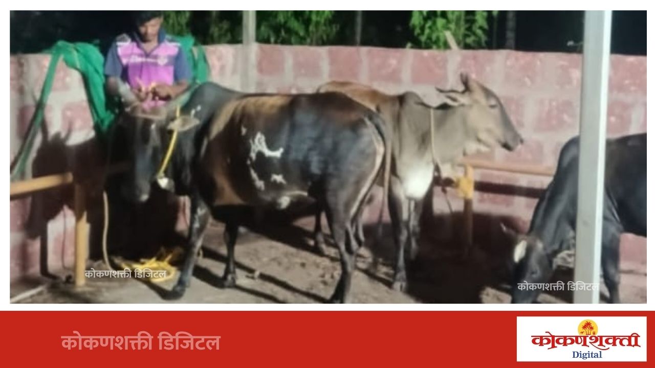 मालवण नगरपरिषदेकडून मोकाट गुरांवर कारवाई सुरू